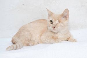 Squints & Other Adoptable Pets Need a Home