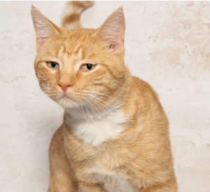 Meet Cliff & Other Adoptable Pets