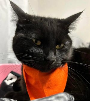 Nov 25th Missing Pets