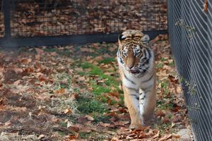 Rolling Hills Zoo Welcomes Viktoria: A Spirited Addition to the Zoo