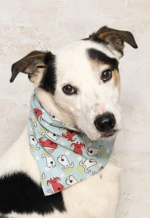 Opie & Other Adoptable Pets Need a Home