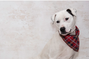 Oreo & Other Adoptable Pets Need a Home