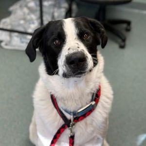 Rocky & Other Adoptable Pets at Salina Animal Shelter