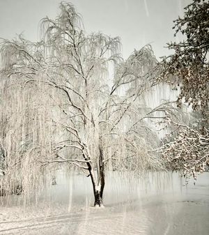 Winter Euphoria: Salina Snowfall Captivates Residents