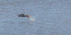 Fishing License, Not Required