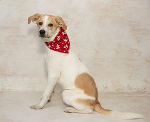 Oliver & Other Pets Need Adopted