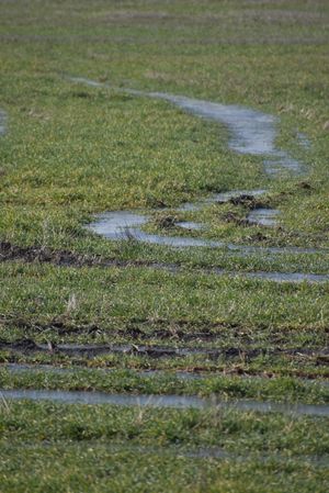 Happy wheat: December Moisture A Cherished Gift To Farmers