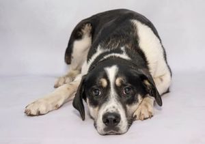 Fiona & Other Adoptable Pets Need a Home