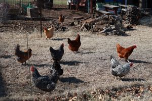 City of Salina Updates Chicken Ordinance