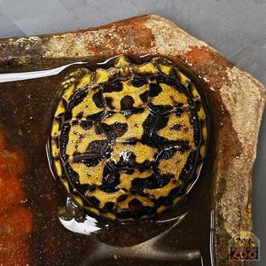 Rolling Hills Zoo Celebrates Arrival of First African Pancake Tortoise Hatchling
