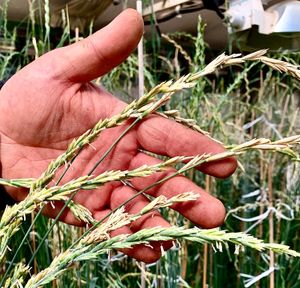 Earth Day a vital platform: Kernza® pushing for mainstream acceptance