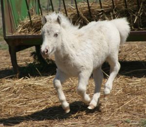 Miniature Horse Extravaganza at Central Mall