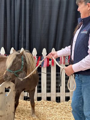 Central Mall Hosts Miniature Ponies