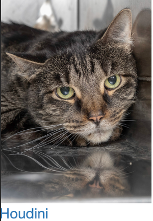 Adopt A Pet From The Salina Animal Shelter