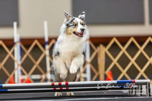 Woof-Fest at the Fair (Photo Gallery)