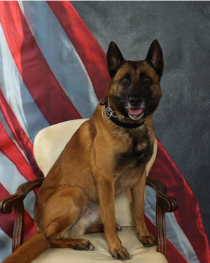 K-9 Officer Tyrann’s Passing: Salina Police Department Responds to Social Media Rumors