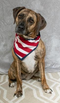 All Dogs at Salina Animal Shelter Under Quarantine