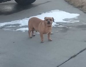 Family Searching for Rango After Home Tragedy on Vassar Drive