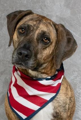 Ellie, One of Salina Animal Shelter’s Longest Residents, Needs a Home