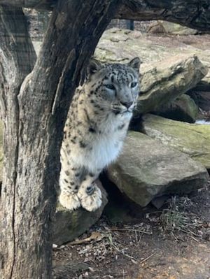 Rolling Hills Zoo Welcomes Bettina, a Playful and Energetic Snow Leopard