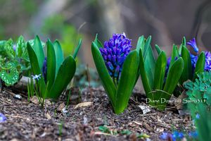Spring Splendor: Flowers, Trees, and New Beginnings