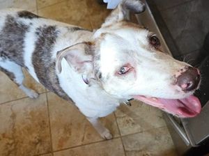 Blind, Deaf Dog Last Seen Near Salina Speedway—Community Asked to Help Search