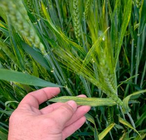 Deadly Wheat Viruses Found Streaking Across Kansas