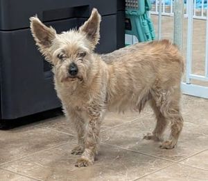 Surrendered at 14: Oscar Lost His Home When His Owner Fell Ill