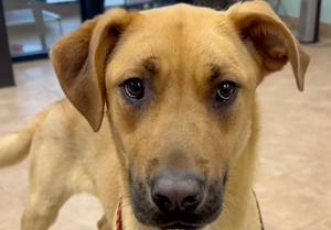 Local Dog 'Shamrock Shake' Awaits Adoption Through Salina Animal Services