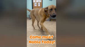 Noble, Energetic Pup, Available for Adoption at Salina Animal Services