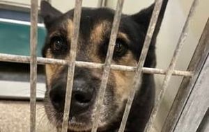 Mr. Crabs, a Senior Aussie Mix at Salina Animal Shelter, Needs a Second Chance