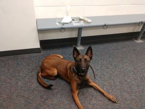 Saline County Sheriff’s Office K-9 Maggie Retires After Seven Years of Service