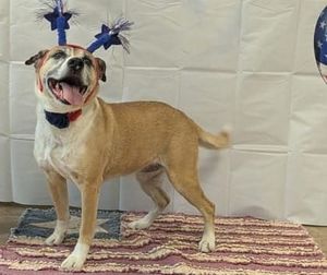 Meet Layla: A Gentle Soul Ready for Her Final Chapter