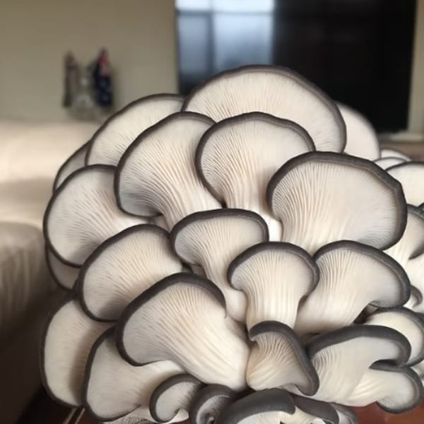 Crispy Blue Oyster Mushroom Burger with Spicy Hot Honey Mayo