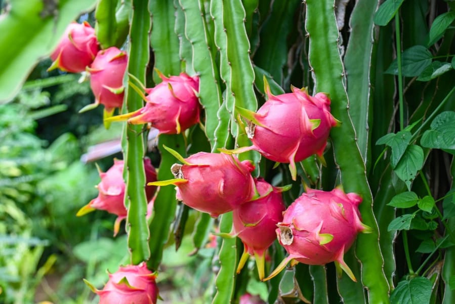 The World of Dragon Fruit