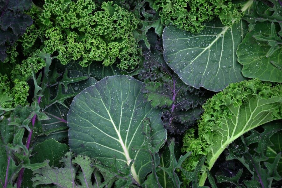 Dark Leafy Greens