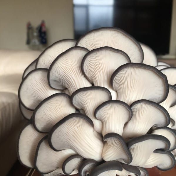 Mushroom Meatless Chicken