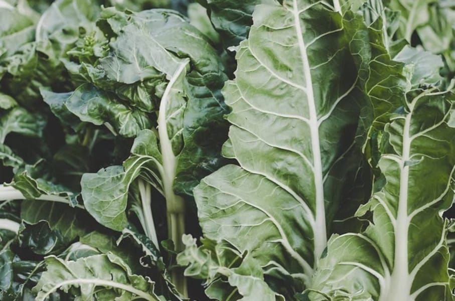 Super Green Swiss Chard Super Salad