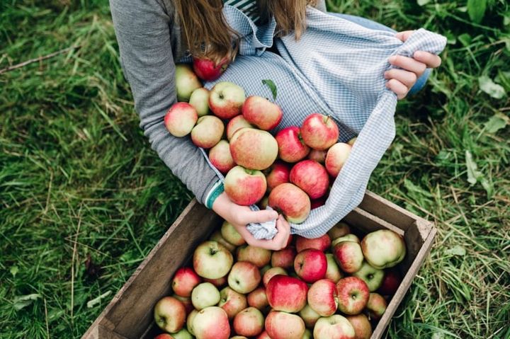 The Apple: A Fall Favorite