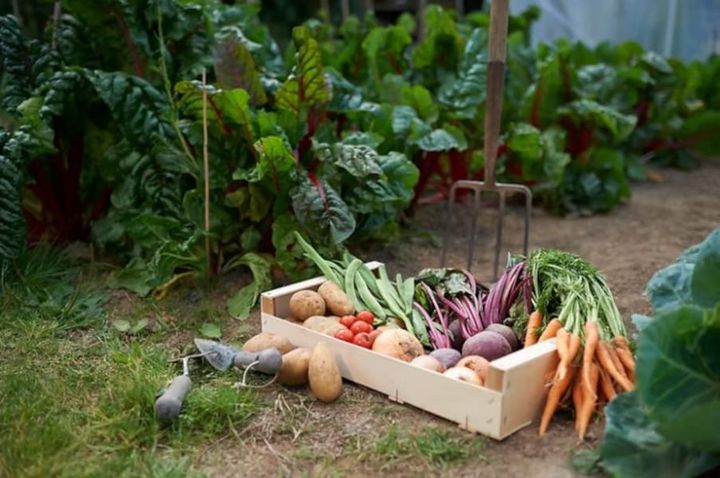 Grow Your Own Organic Vegetable Garden