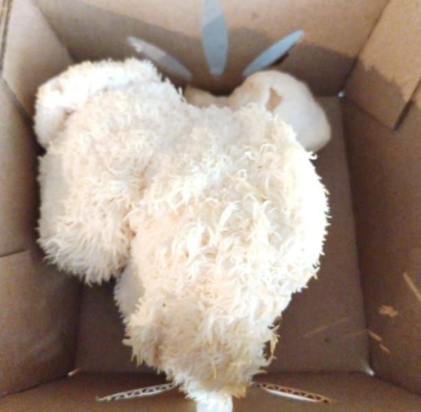 Pan-Fried Lion's Mane Mushroom "Steaks"