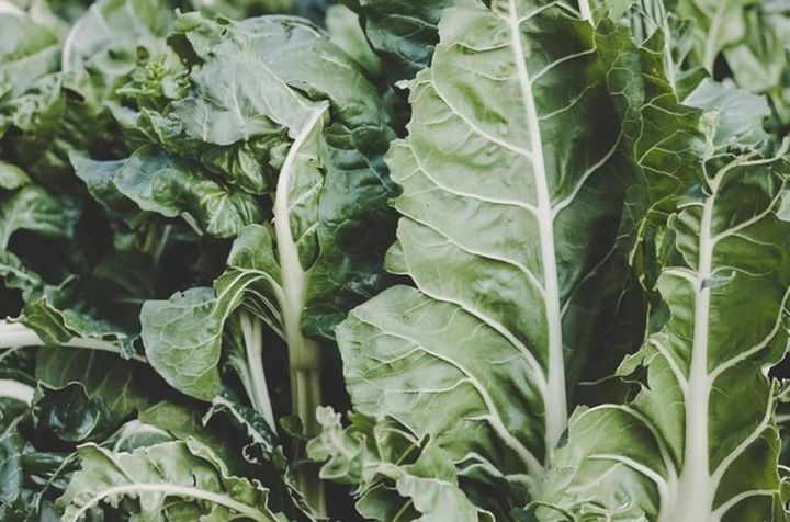 Super Green Swiss Chard