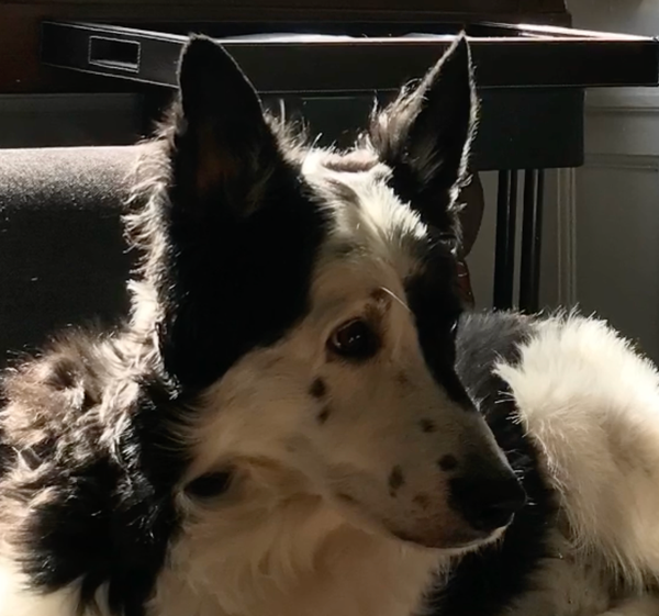 Guiding a child through grief: 594 days without Indy.