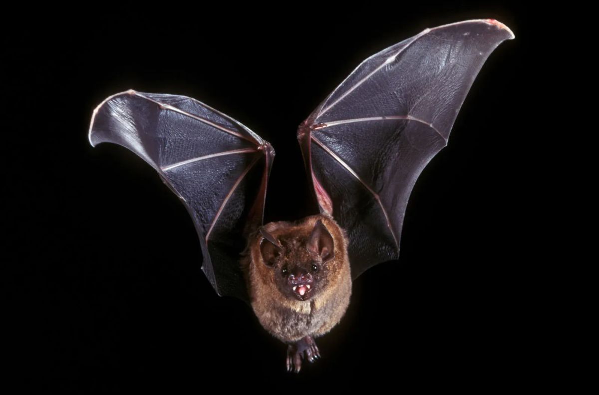 Interview: What it's like to be a bat