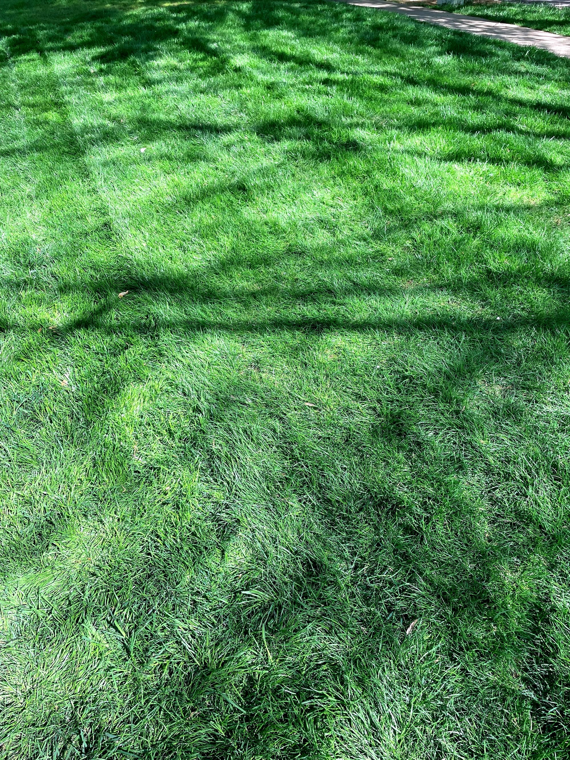 Metrolina Lawn Guide