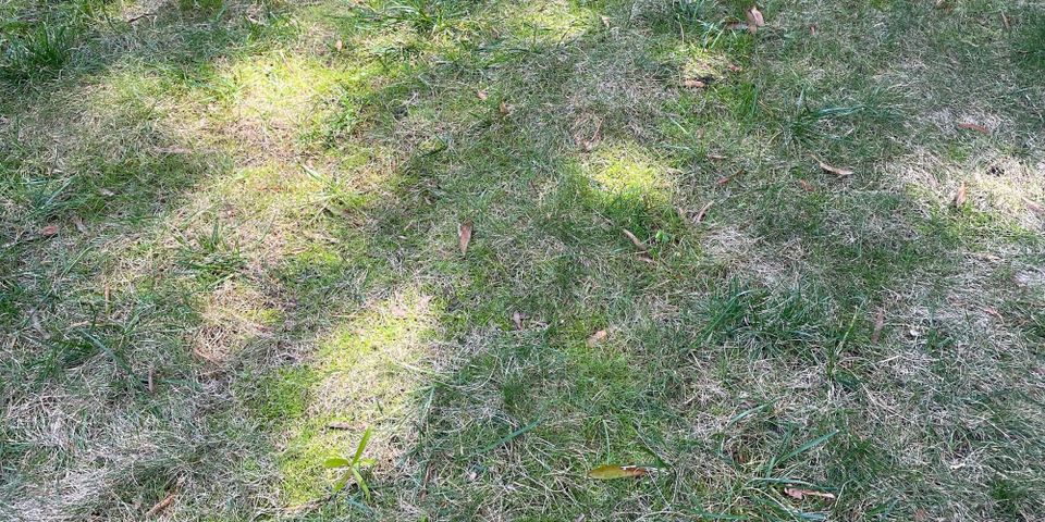 Brown, Patchy Lawn? Here’s How to Figure Out What’s Wrong
