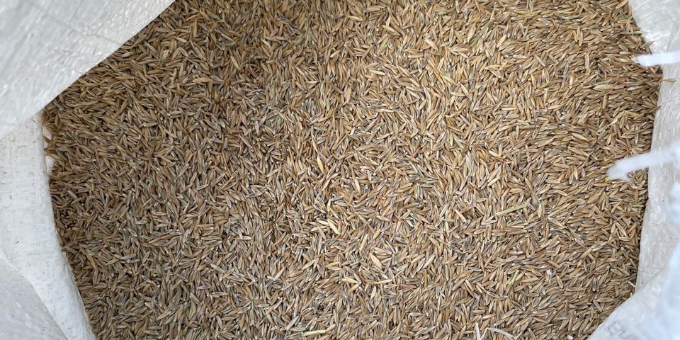 Choosing the Right Seed