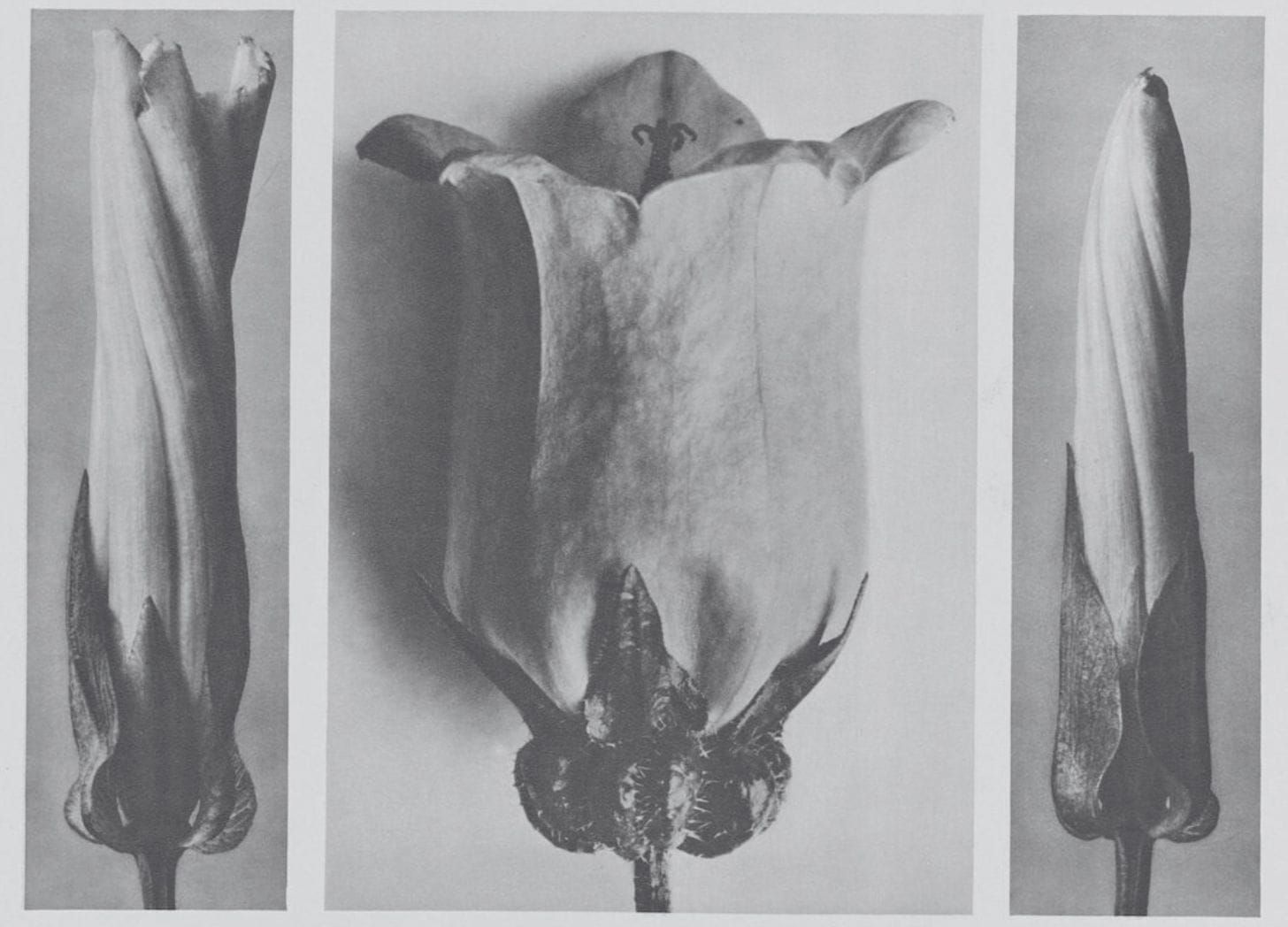 A voice shriveled in my throat