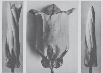 A voice shriveled in my throat