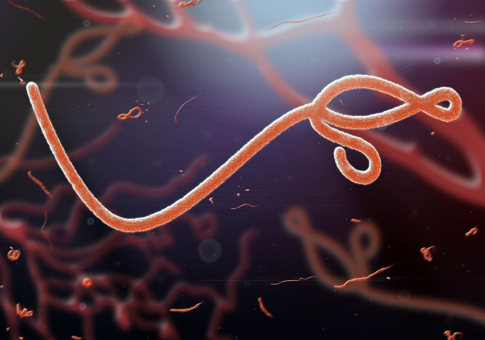 Imagen del virus del ébola